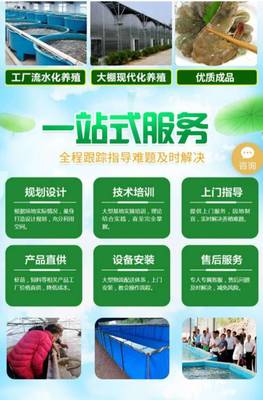 南美白对虾苗养殖基地批发与设备一站式解决方案